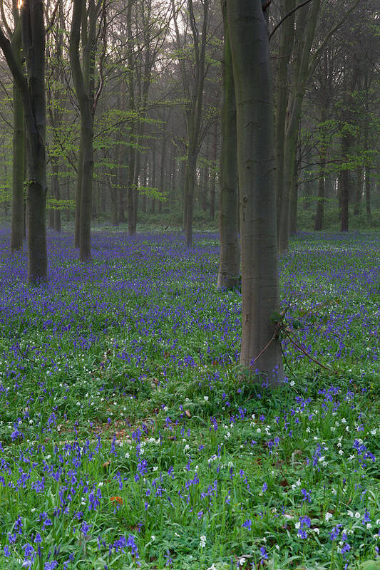 Bluebells Poster featuring the photograph Bluebells in Oxey Wood #1 by Nick Atkin