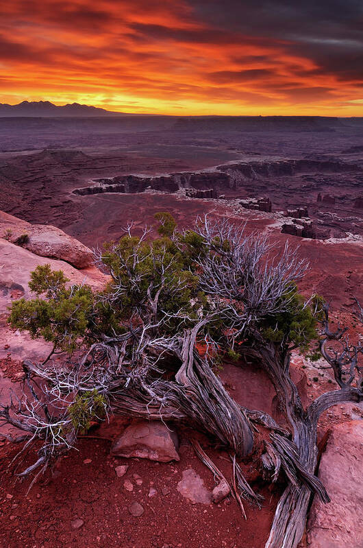 Scenics Poster featuring the photograph Canyonlands Sunrise Landscape With Dry #1 by Rezus
