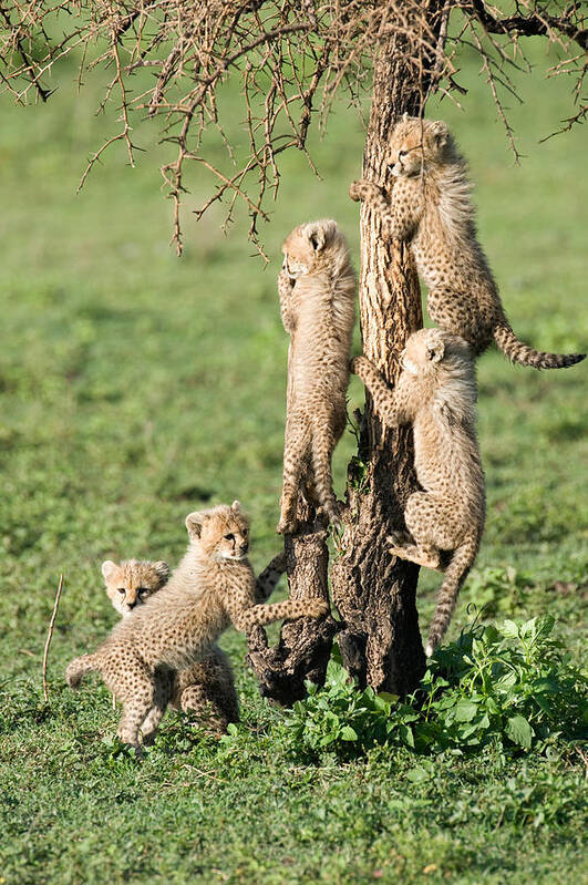 Photography Poster featuring the photograph Cheetah Cubs Acinonyx Jubatus Climbing #1 by Panoramic Images