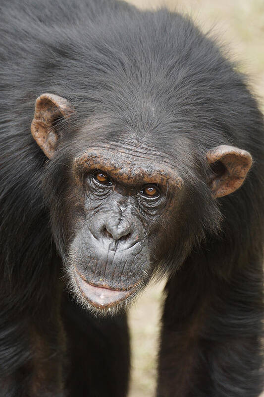 Hiroya Minakuchi Poster featuring the photograph Chimpanzee Portrait Ol Pejeta #1 by Hiroya Minakuchi