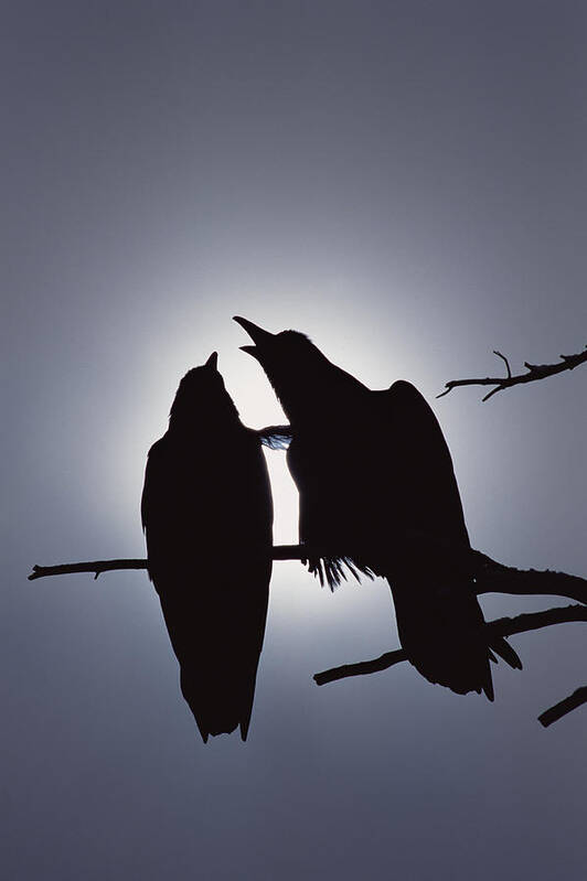 Feb0514 Poster featuring the photograph Common Raven Pair Perching #1 by Michael Quinton