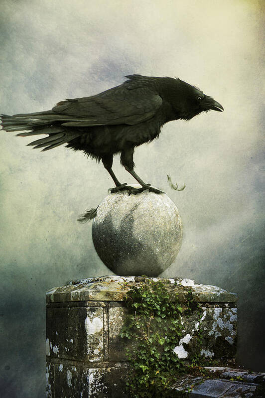 Crow Poster featuring the photograph Black Crow Standing On A Gate Post by Ethiriel Photography