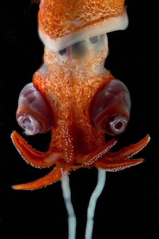 Bathyteuthidae Poster featuring the photograph Deepsea Squid Bathyteuthis Sp #1 by Dant Fenolio