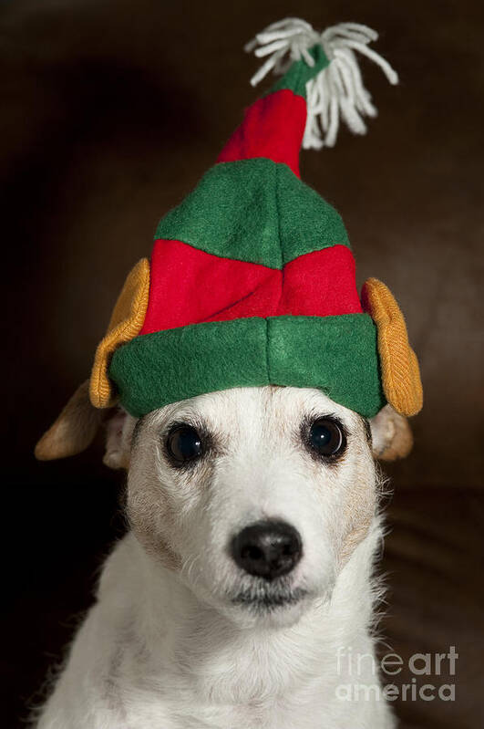 Christmas Decorations Poster featuring the photograph Dog Wearing Elf Ears, Christmas Portrait #1 by Jim Corwin