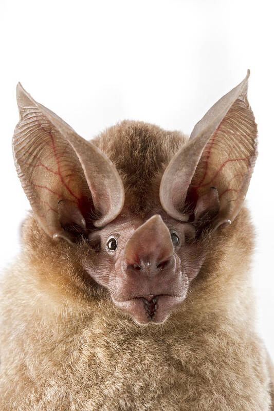 Feb0514 Poster featuring the photograph Dorbignys Round-eared Bat Suriname #1 by Piotr Naskrecki