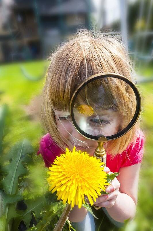 Human Poster featuring the photograph Examining flower with magnifying glass #1 by Science Photo Library
