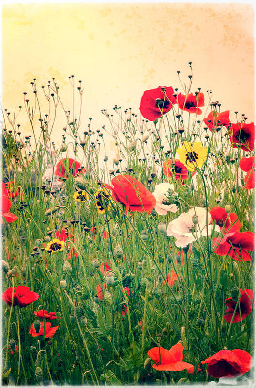 Flower Poster featuring the photograph Field of Poppy's #2 by Spikey Mouse Photography