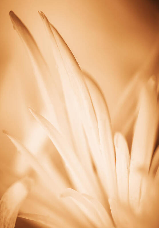 Bright Poster featuring the photograph Gentle Flower - Nature Photography by Modern Abstract