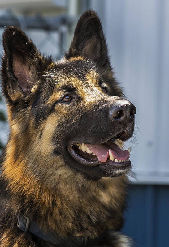 German Shepard Poster featuring the photograph German Shepard #1 by Bill Linhares