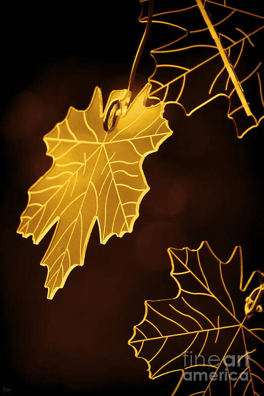 Leaf Poster featuring the photograph Golden Leaves #1 by Jeff Breiman