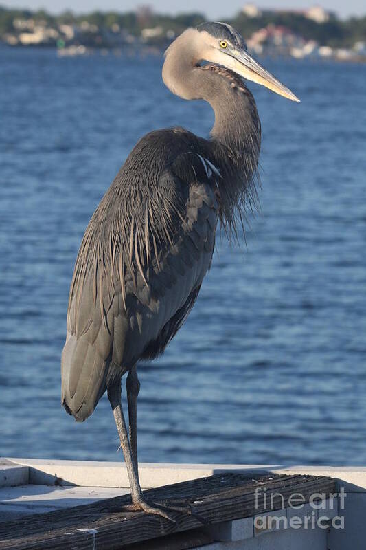 Heron Poster featuring the photograph Great Blue Heron by Christiane Schulze Art And Photography