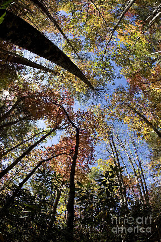 Autumn Poster featuring the photograph Great Smoky Mountains National Park #1 by Gregory G. Dimijian, M.D.