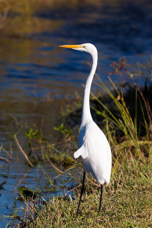 Egret Poster featuring the photograph Great White Egret #1 by Raul Rodriguez