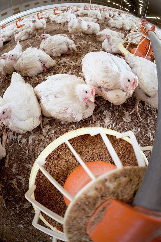 Nobody Poster featuring the photograph Hens Feeding From A Trough #1 by Aberration Films Ltd