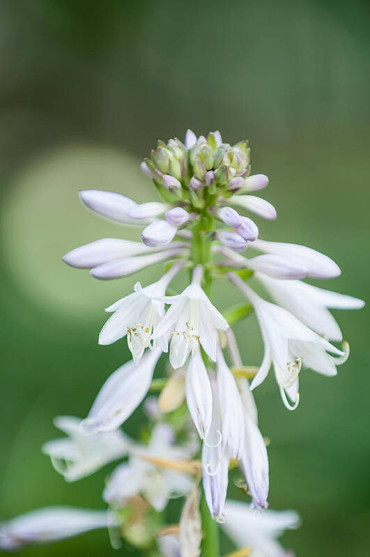 Jeff Tureaud Poster featuring the photograph Hosta bloom #1 by Jeff Tureaud