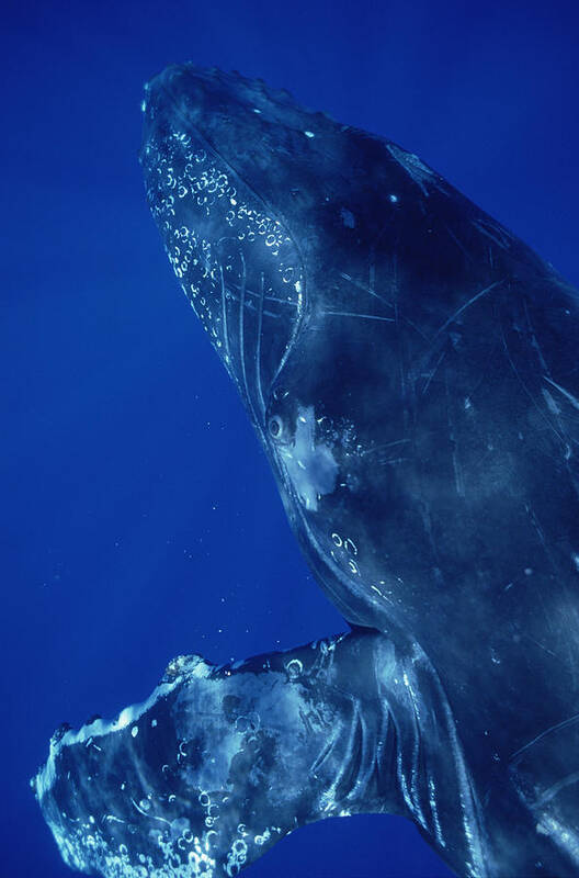 Feb0514 Poster featuring the photograph Humpback Whale Close Up Of Friendly #1 by Flip Nicklin