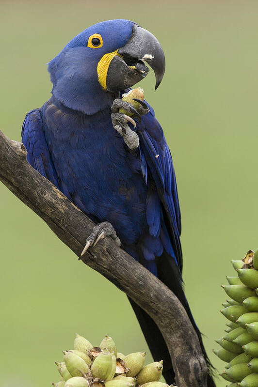 Suzi Eszterhas Poster featuring the photograph Hyacinth Macaw Eating Palm Nut by Suzi Eszterhas