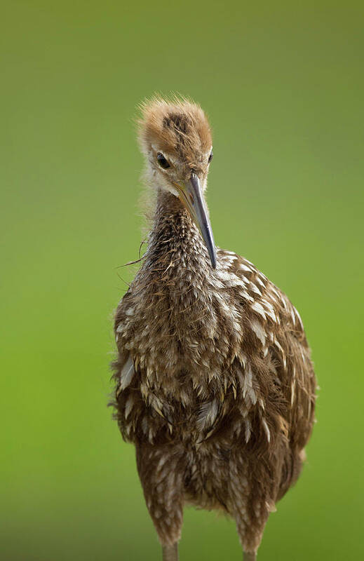 Aramus Guarauna Poster featuring the photograph Limpkin Chick, Aramus Guarana, Viera #1 by Maresa Pryor