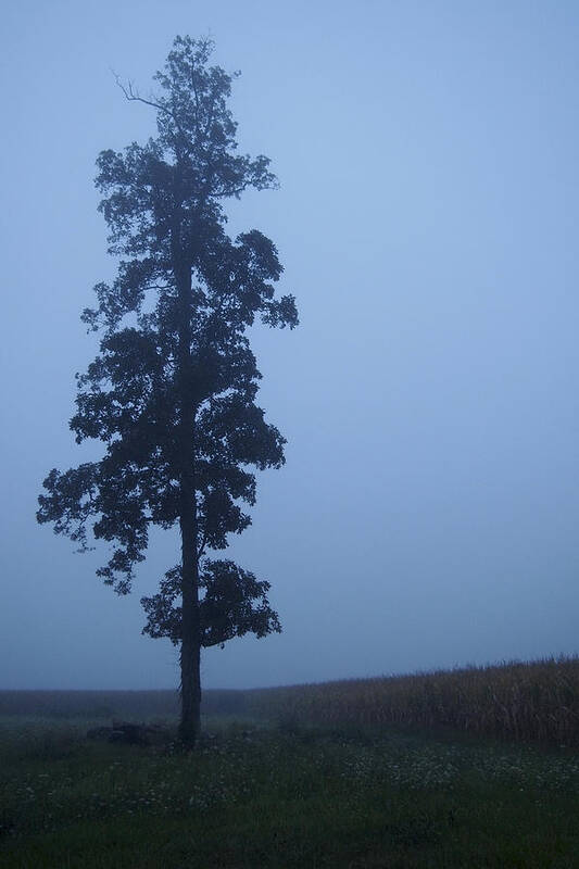 Fog/mist Poster featuring the photograph Lone Tree #1 by Daniel Kasztelan