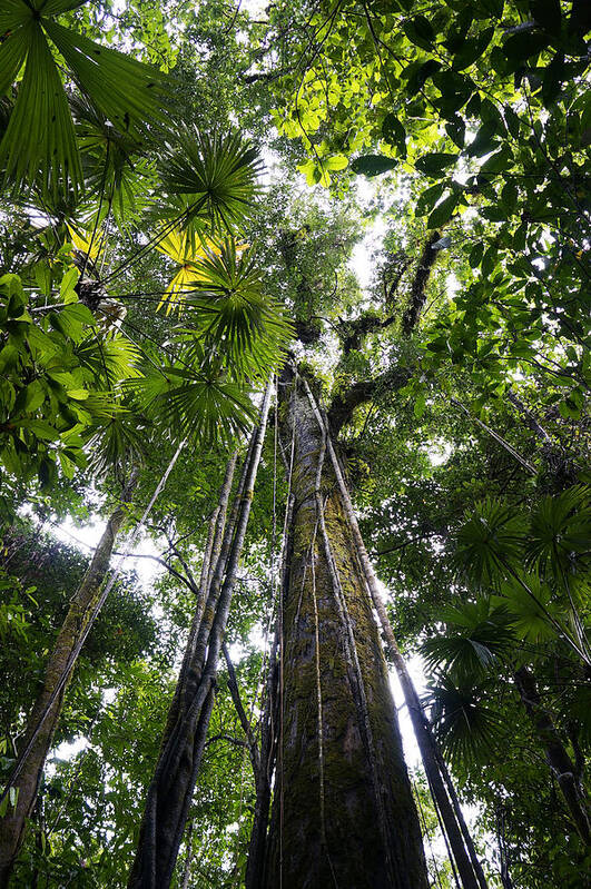 Feb0514 Poster featuring the photograph Looking Up To Rainforest Canopy Costa #1 by Hiroya Minakuchi