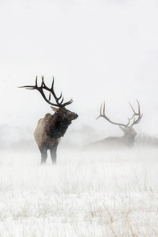 Elk Poster featuring the photograph Lost in the Storm by Sandy Sisti