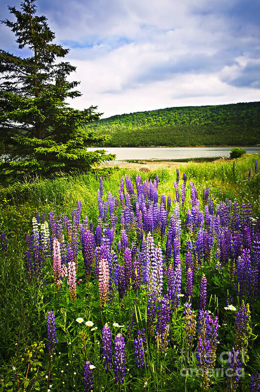 Flowers Poster featuring the photograph Lupin flowers in Newfoundland 2 by Elena Elisseeva