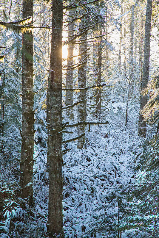 Oregon Snow Poster featuring the photograph May the long time sun shine upon you #1 by Kunal Mehra