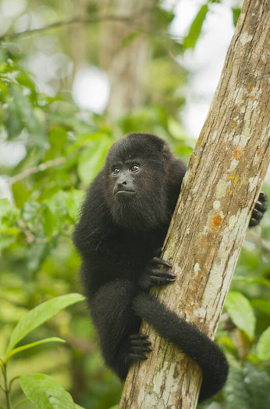 Kevin Schafer Poster featuring the photograph Mexican Black Howler Monkey Belize #1 by Kevin Schafer