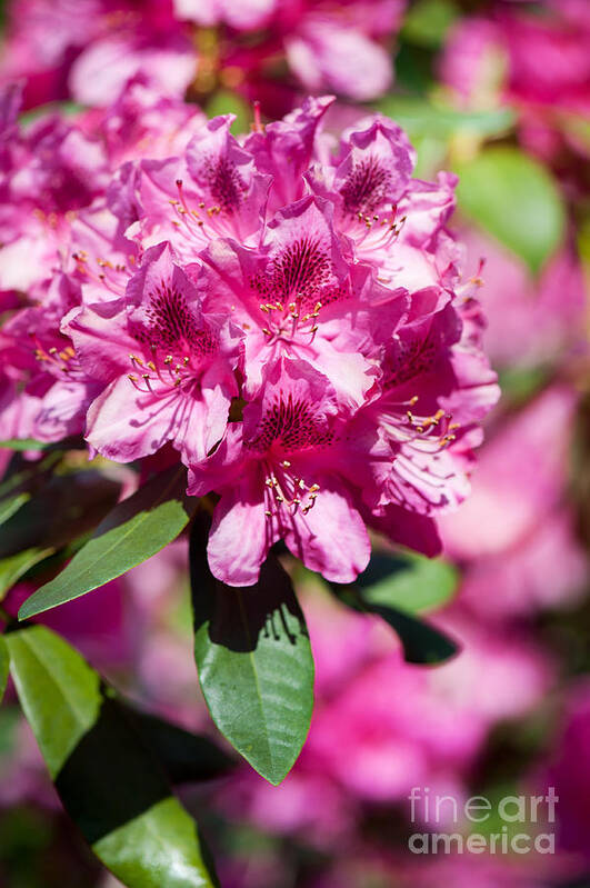  Abloom Poster featuring the photograph Rhododendron or Azalea bright pink flowers by Arletta Cwalina