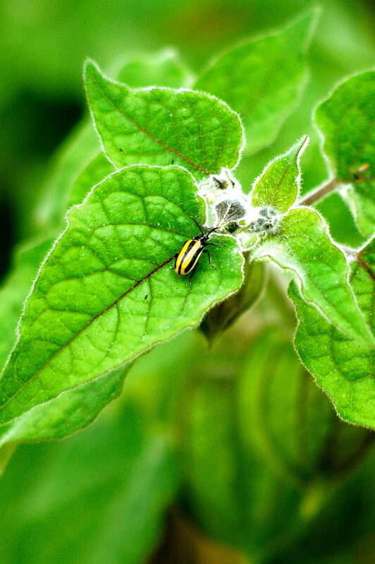 Cape Gooseberry Poster featuring the photograph Poha Berry beetle #1 by Lehua Pekelo-Stearns