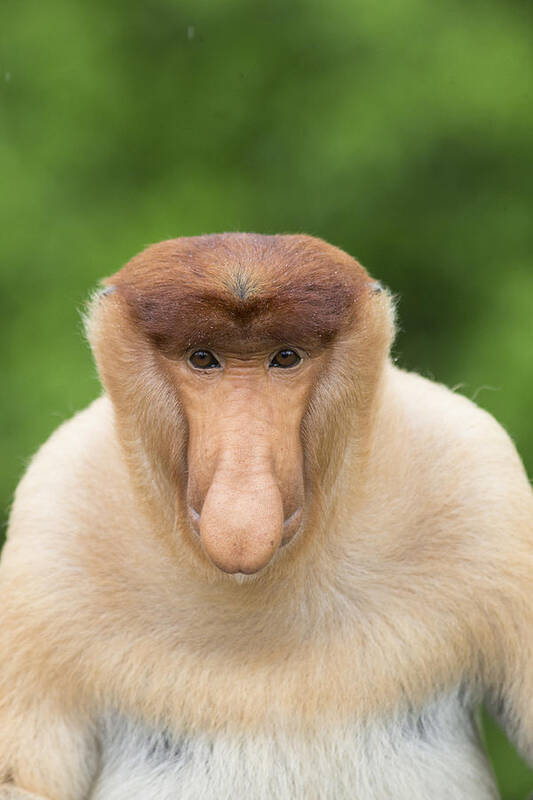 Suzi Eszterhas Poster featuring the photograph Proboscis Monkey Dominant Male Sabah #1 by Suzi Eszterhas