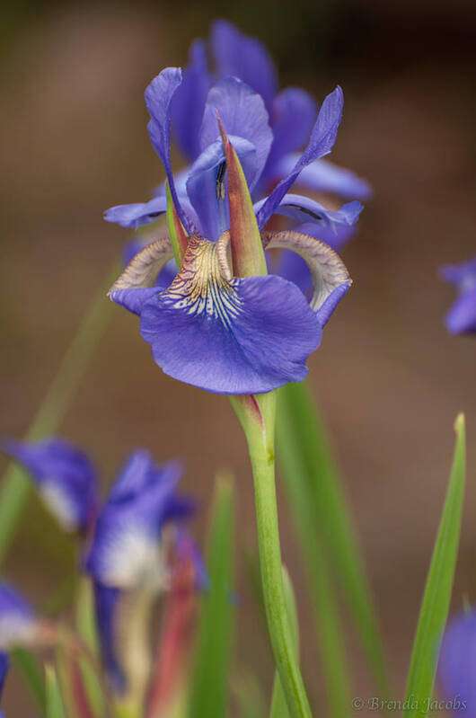 Bearded Iris Poster featuring the photograph Purple Bearded Iris #1 by Brenda Jacobs