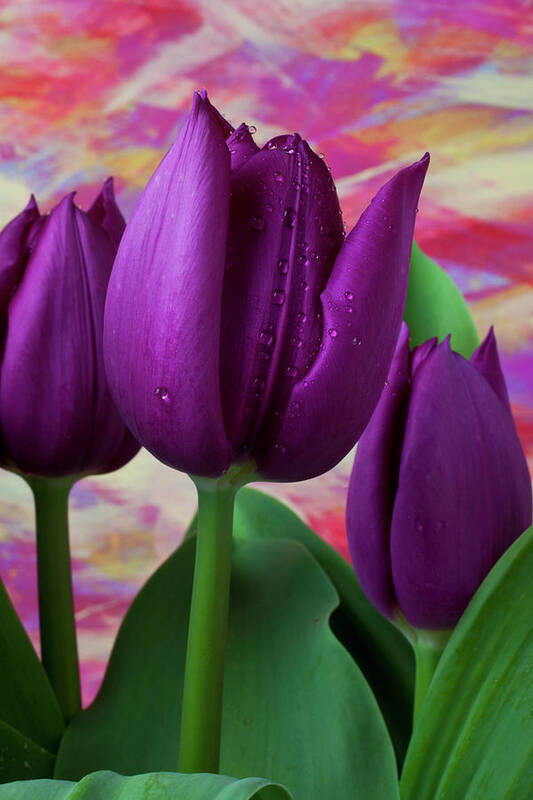 Purple Poster featuring the photograph Purple Tulips #1 by Garry Gay