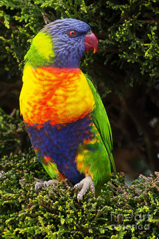 Lorikeets Poster featuring the photograph Rainbow lorikeets #1 by Steven Ralser