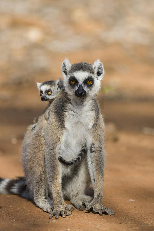 Feb0514 Poster featuring the photograph Ring-tailed Lemur And Baby Madagascar #1 by Suzi Eszterhas