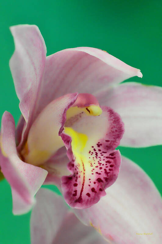 Orchid Poster featuring the photograph Say AHHH #1 by Donna Blackhall