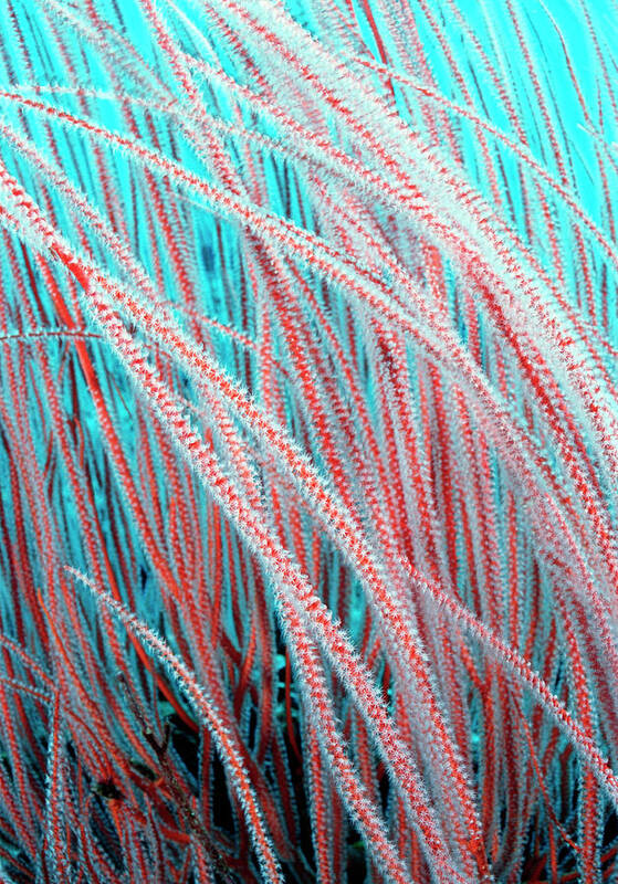 Nature Poster featuring the photograph Sea Whips #1 by Matthew Oldfield/science Photo Library