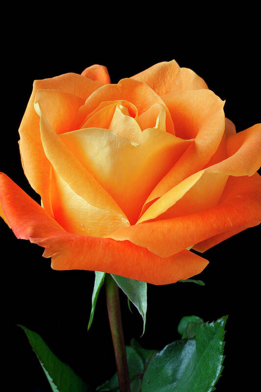 Orange Color Poster featuring the photograph Single Orange Rose #1 by Garry Gay