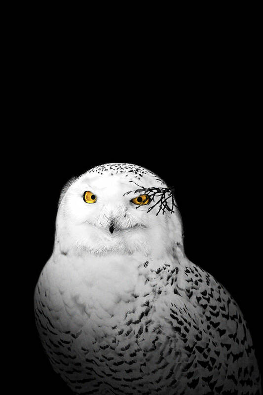 Animal Poster featuring the photograph Snowy Owl #1 by Peter Lakomy