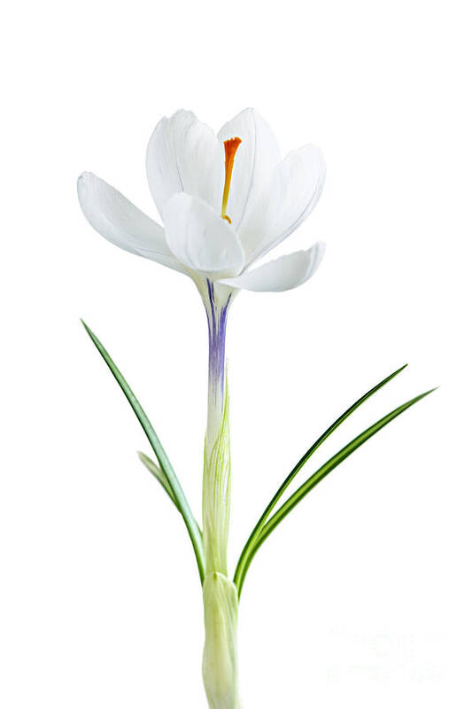 Flower Poster featuring the photograph Spring crocus flower #1 by Elena Elisseeva