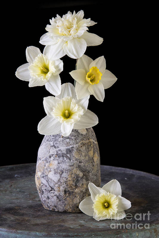 Fresh Poster featuring the photograph Spring Daffodils #1 by Edward Fielding