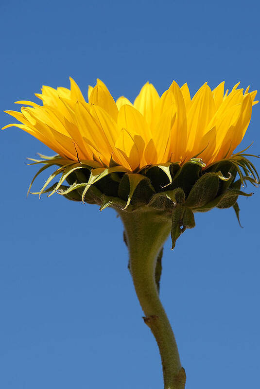 Flowers Poster featuring the photograph Sunflower and Sky #1 by Susan Moody