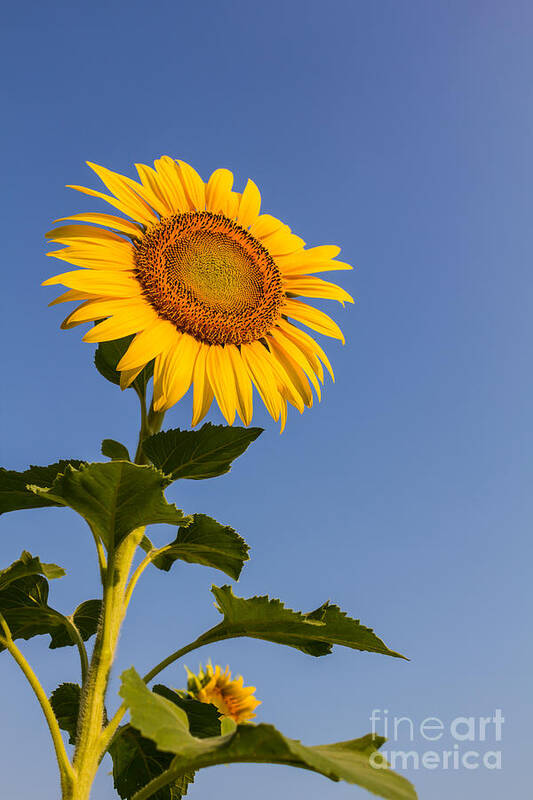 Agriculture Poster featuring the photograph Sunflower #1 by Tosporn Preede