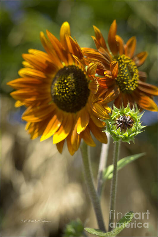 Sunflower Poster featuring the photograph Sunflower vr. 'velvet queen ' #3 by Richard J Thompson 
