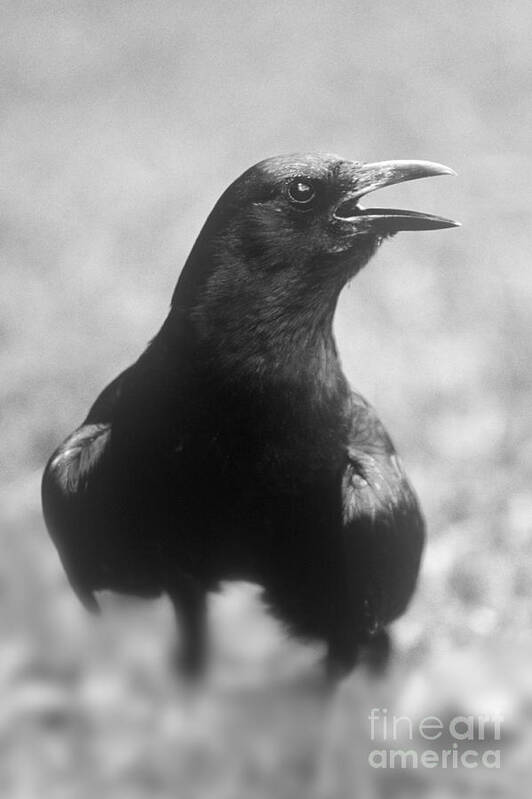 Crow Poster featuring the photograph Talking Crow #1 by John Harmon