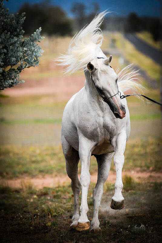 Silverwind Van Nina Poster featuring the photograph The White Stallion #1 by Janice OConnor