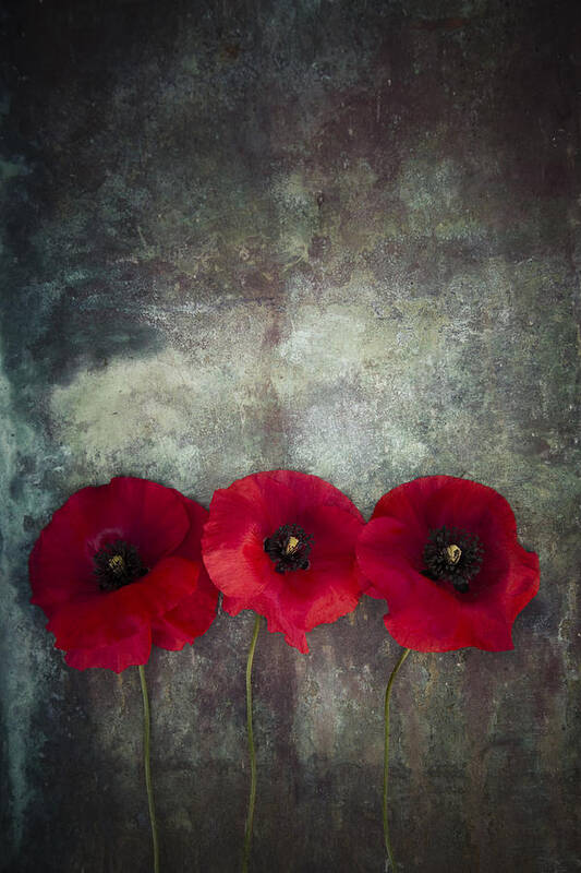 Abstract Poster featuring the photograph Three poppies #2 by Maria Heyens