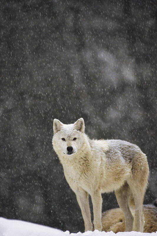 Feb0514 Poster featuring the photograph Timber Wolf Female North America #1 by Gerry Ellis
