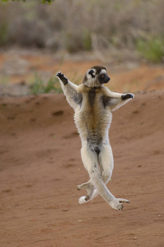 Feb0514 Poster featuring the photograph Verreauxs Sifaka Hopping Berenty #1 by Pete Oxford