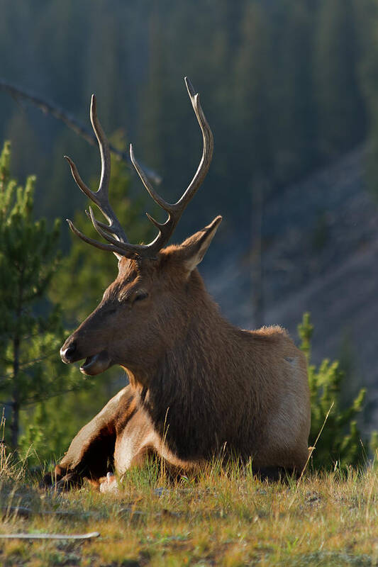 Bull Elk Poster featuring the photograph Watching His Harem #1 by Roger Mullenhour